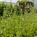 Marulka kocúrnik (Calamintha nepeta) ‘BLUE CLOUD’ - kont. C1L